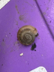 Oxychilus draparnaudi