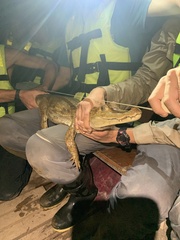 Caiman crocodilus