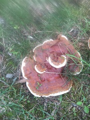 Hydnellum aurantiacum