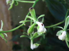 Epidendrum isthmi