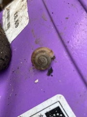 Oxychilus draparnaudi