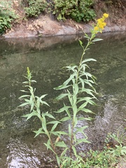 Solidago lepida