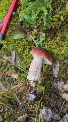 Boletus
