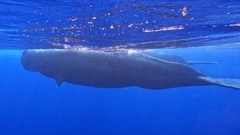 Physeter macrocephalus