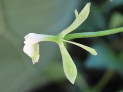 Epidendrum isthmi