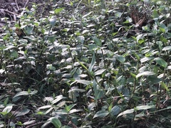 Tradescantia fluminensis