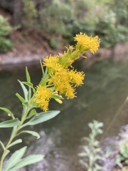 Solidago lepida