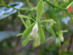 Epidendrum isthmi
