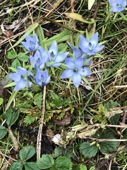 Lomatogonium rotatum