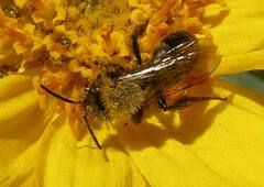 Andrena