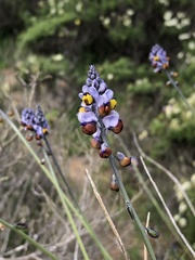Monnina philippiana