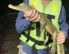 Caiman crocodilus