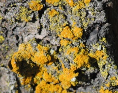 Candelariaceae