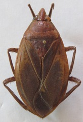 Belostoma dilatatum