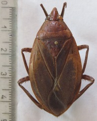 Belostoma dilatatum