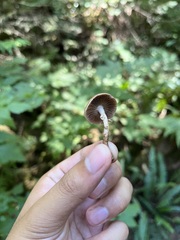 Cyclocybe erebia