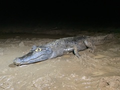 Caiman crocodilus