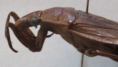 Belostoma dilatatum
