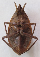 Belostoma dilatatum