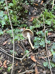 Cyclocybe erebia