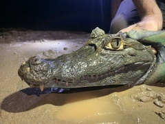 Caiman crocodilus