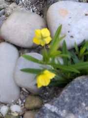 Lysimachia quadriflora