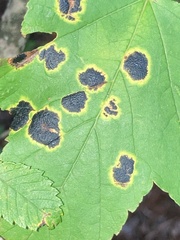 Rhytisma acerinum