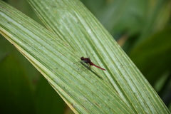 Erythemis