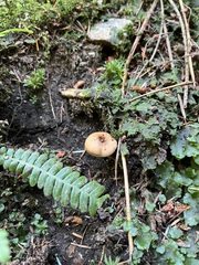 Cyclocybe erebia