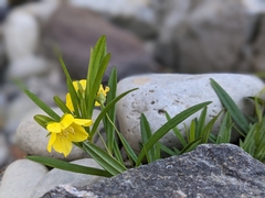 Lysimachia quadriflora