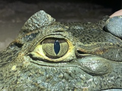 Caiman crocodilus