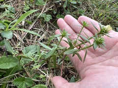 Solidago multiradiata