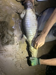 Caiman crocodilus