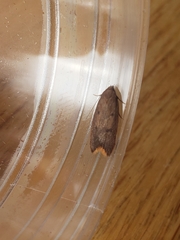 Tachystola acroxantha