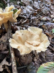 Craterellus tubaeformis