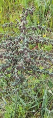 Asparagus undulatus