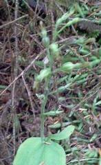 Neottia banksiana