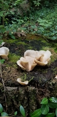 Pleurotus