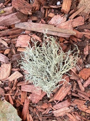 Ramalina farinacea