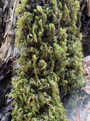 Dendroalsia abietina