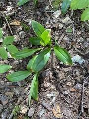 Clintonia
