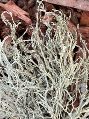 Ramalina farinacea