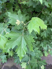 Platanus × hispanica