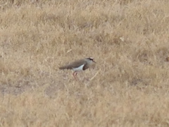 Vanellus coronatus