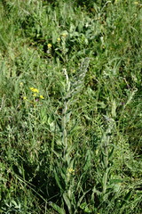 Pontechium maculatum