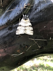 Catocala relicta