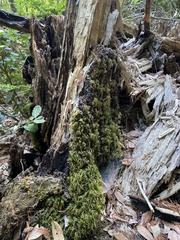 Dendroalsia abietina