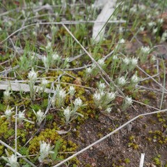 Blennospora drummondii
