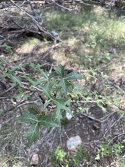 Berberis trifoliolata