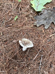 Lactifluus piperatus